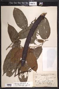 Bauhinia cinnamomea image
