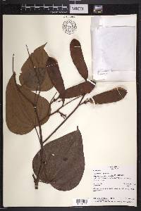 Bauhinia guianensis image