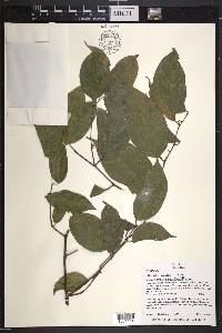 Heisteria scandens image