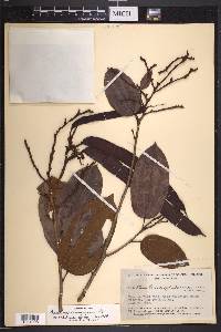 Bauhinia cinnamomea image