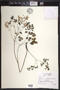 Thalictrum dioicum image