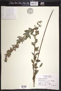 Lespedeza capitata image