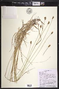 Carex subfusca image