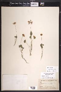 Trifolium amphianthum image