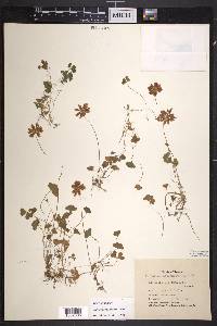 Trifolium amphianthum image