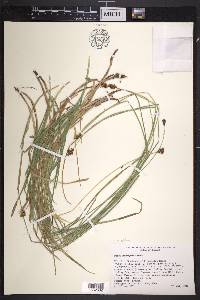 Carex subfusca image