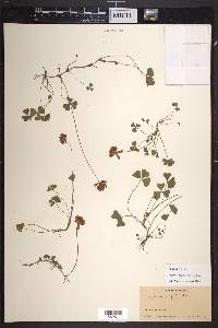 Trifolium amphianthum image