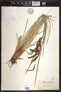 Carex obnupta image