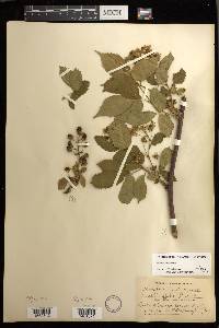 Rubus canadensis image