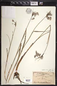 Eriophorum angustifolium image