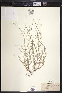 Carex novae-angliae image