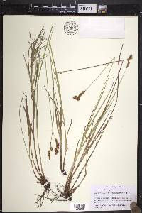 Carex leporina image