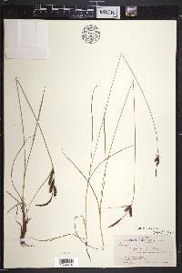 Carex nigra image