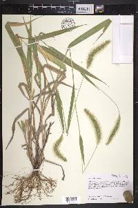 Setaria faberi image