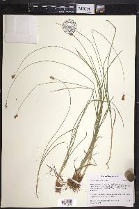 Carex subfusca image