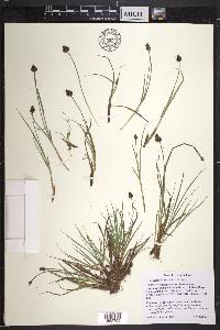 Carex illota image