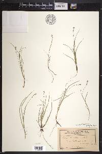 Carex disperma image