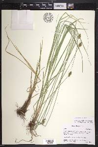 Carex subfusca image