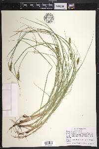 Carex arcta image