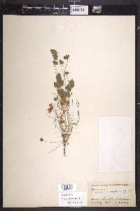 Trifolium amphianthum image