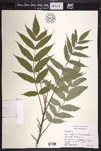 Rhus typhina image