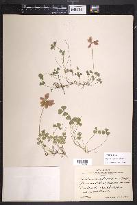 Trifolium amphianthum image