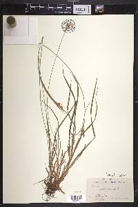 Carex pallescens image