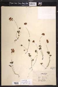 Trifolium amphianthum image