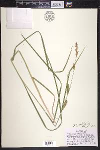 Carex atherodes image