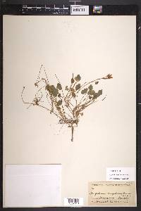 Trifolium amphianthum image