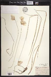 Eriophorum tenellum image