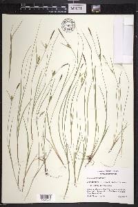 Carex tetanica image