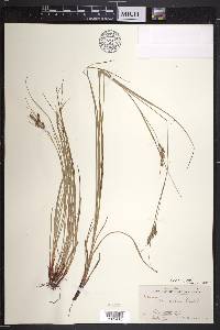 Carex swanii image