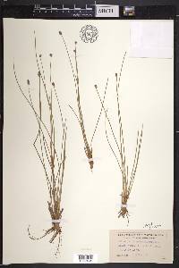 Eleocharis melanocarpa image