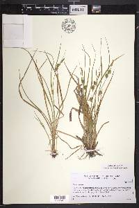Carex demissa image