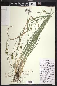 Carex turgescens image