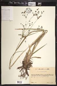 Scirpus microcarpus image