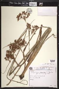 Rhynchospora corymbosa image
