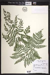 Dryopteris expansa image