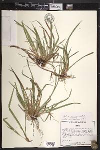 Carex abscondita image