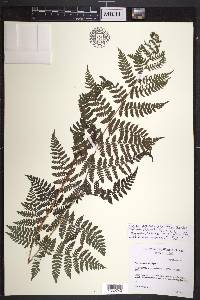 Dryopteris expansa image