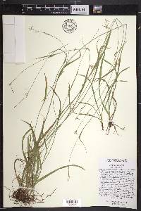 Carex collinsii image