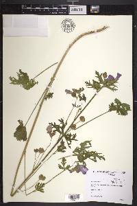 Malva moschata image