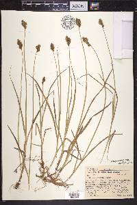 Carex siccata image