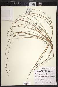 Carex bonplandii image