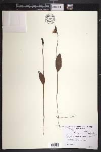 Pogonia ophioglossoides image