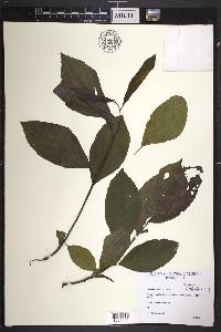 Rhamnus alnifolia image