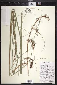 Cladium jamaicense image