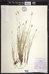 Carex echinata image