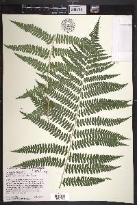 Dryopteris filix-mas image